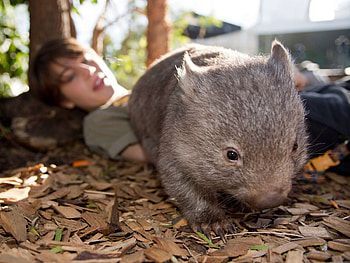 Bottle-fed wombat, Cute baby animal, aktuell HD wallpaper
