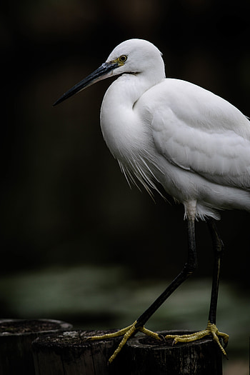Animals, Bird, Egret, White Heron HD phone wallpaper