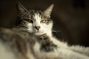 Funny, Animals, Cat, Muzzle, Wool HD wallpaper