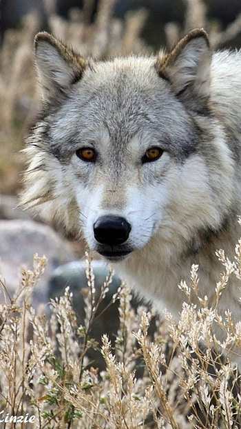 Wolf, Grey Wild Animal HD phone wallpaper