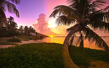 Landscape, Beach, Palms HD wallpaper