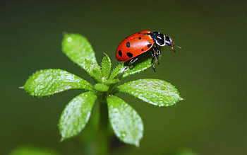 Grass, Macro, Insect, Stains, Spots, Ladybug, Ladybird HD wallpaper