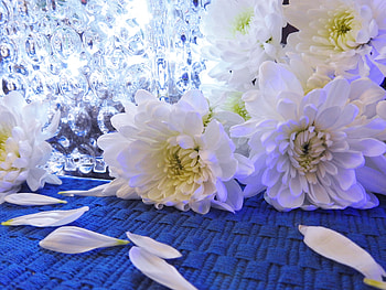 Still Life - Fallen Petals, Abstract, graphy, Petals, Flowers, Still Life, Daisies HD wallpaper