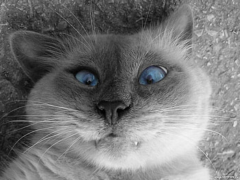 Cool cat, cat HD wallpaper