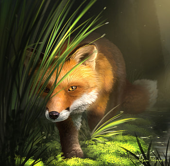 Grass, Art, Fox, Wildlife, Animal HD wallpaper