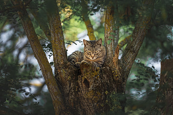 Majestic Cat in the Wild | Animal, Animal, cat HD wallpaper