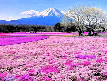 Flower heaven, trees, nature, flowers, stunning, mountain HD wallpaper