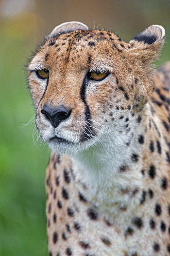 Animals, Cheetah, Muzzle, Predator, Big Cat HD phone wallpaper