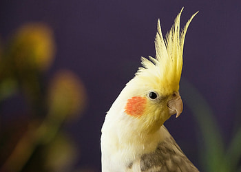 Cockatiel, animal, fly, bird HD wallpaper