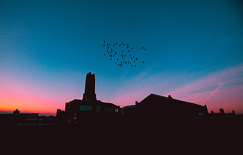 Nature, Birds, Night, Flock, Roof, Roofs HD wallpaper