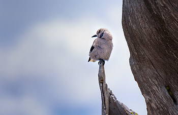 Animals, Bird, Branch, Is Sitting, Sits HD wallpaper