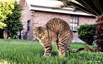 Animals, Grass, Sit, Cat, House, Fright HD wallpaper