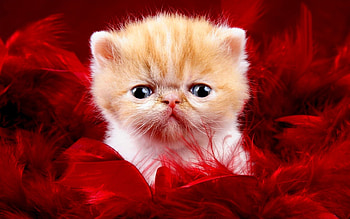 Animals, Cats HD wallpaper