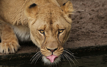 Lion, animal, summer, leu, tongue, water HD wallpaper