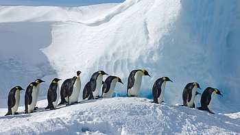 Emperor penguins, Snow hill island, Antarctica, Bing gallery showcase HD wallpaper