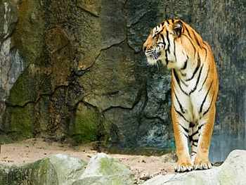 Bengal Tiger Standing Facing To The Side, animal, cat, beautiful, tiger HD wallpaper