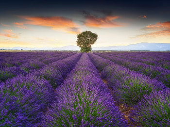 Lavender , background, Natural beauty HD wallpaper