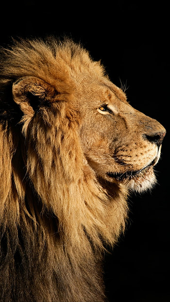 Lion's Gaze — Regal , Animal, lion HD phone wallpaper