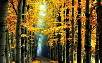 Forest, trees, autumn, fog HD wallpaper