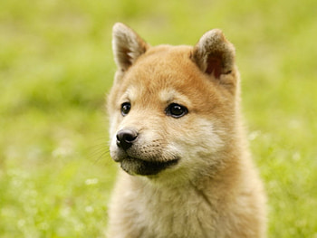 Dog, animal, puppy, grass HD wallpaper