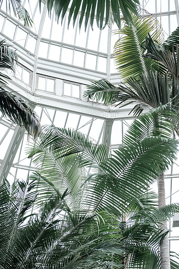 Plants, Palms, Miscellanea, Miscellaneous, Tropical, Greenhouse HD phone wallpaper