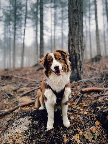 Animals, Dog, Brown, Pet, Sight, Opinion HD phone wallpaper