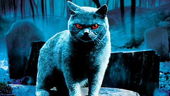 ... Horror Cat . HD wallpaper