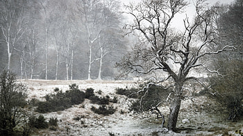 Winter, nature, tree, snow HD wallpaper