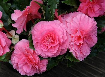 Flowers, Pink, Close-Up, Greens, Begonia HD wallpaper