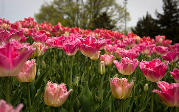 Nature, Tulips, Field, Spring HD wallpaper