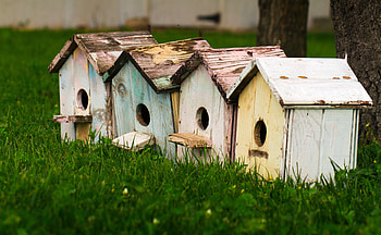 Birds, Houses, Miscellanea, Miscellaneous, Small Houses, Birdhouses HD wallpaper