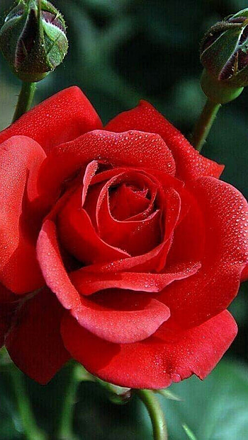 Beautiful Red Rose Flower, Beautiful Red Flower HD phone wallpaper