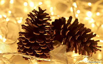 Christmas pine, decoration, holiday, pine, christmas HD wallpaper