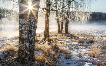 Frost and Sun, sunbeams, birches, winter, hoarfrost, snow HD wallpaper