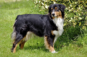 Animals, Grass, Fluffy, Dog, Stroll, Australian Shepherd HD wallpaper