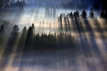Morning world, fog, magic, morning, shine, forest, kingdom HD wallpaper