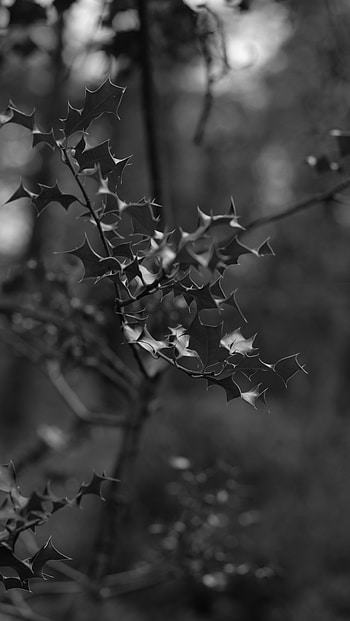 Leaves, Macro, Branch, Bw, Chb HD phone wallpaper
