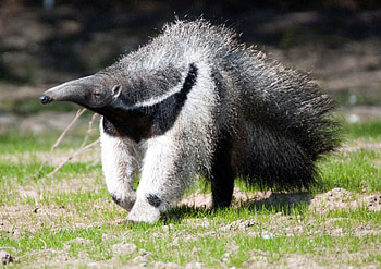 Anteater vermilingua , , Mobile backgrounds HD wallpaper