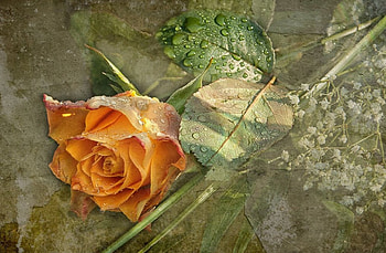 Rose, flowers, yellow, flower HD wallpaper