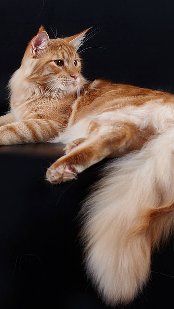 Red blotched tabby, Maine Coon HD phone wallpaper