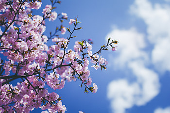 Blossom Flowers , blossom, flowers HD wallpaper