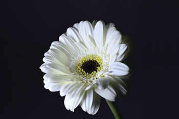 Whiter Gerbera, flower, portrait HD wallpaper
