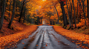 Autumn Road: A Stunning for Fall Weather, road, fall, fall weather, Autumn, forest HD wallpaper