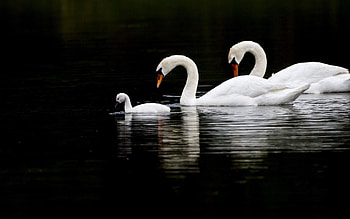 Animals, Birds, Water, Swans, To Swim, Swim HD wallpaper