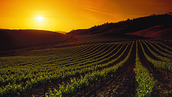 Vineyards at sunset, Napa Valley beauty, California landscape HD wallpaper
