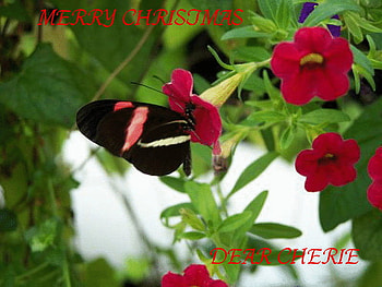 FOR MY DEAR FRIEND CHERIE, butterfly, love, christmas, flower HD wallpaper