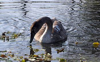Animals, Lake, Bird, Swan, Pond, Mud, Dirt, Herbs HD wallpaper