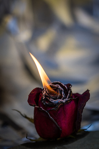 Flowers, Fire, Rose Flower, Rose, Bud HD phone wallpaper