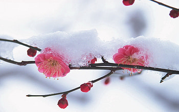Winter, Pink, Snow, Flower, Plant, Macro HD wallpaper