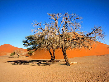 Tree in desert, earth, sand, field, desert, nature, tree HD wallpaper